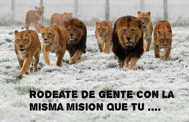 Juntate con leones